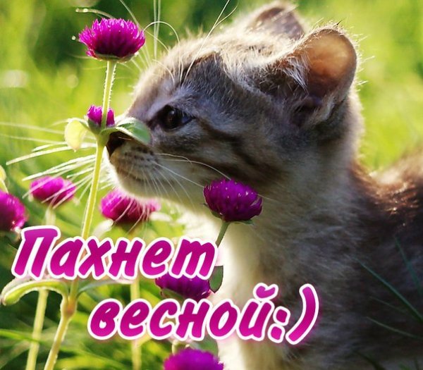 Открытки пахнет весной