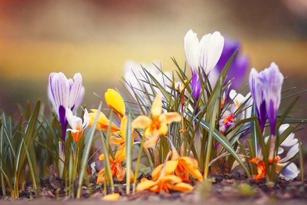 Встречаем весну