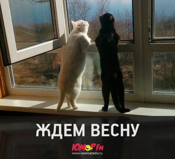Котенок с тюльпанами