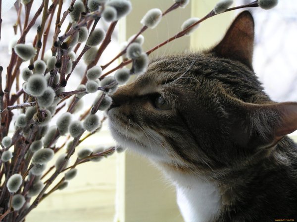 Запахло весной