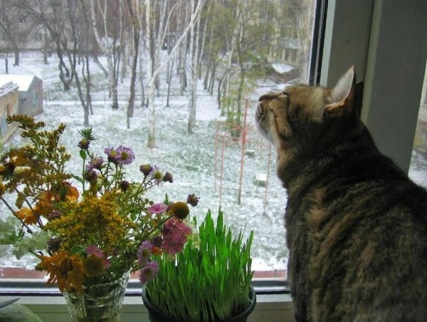 Кот Свобода