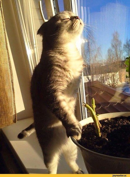 Опять пришла зима