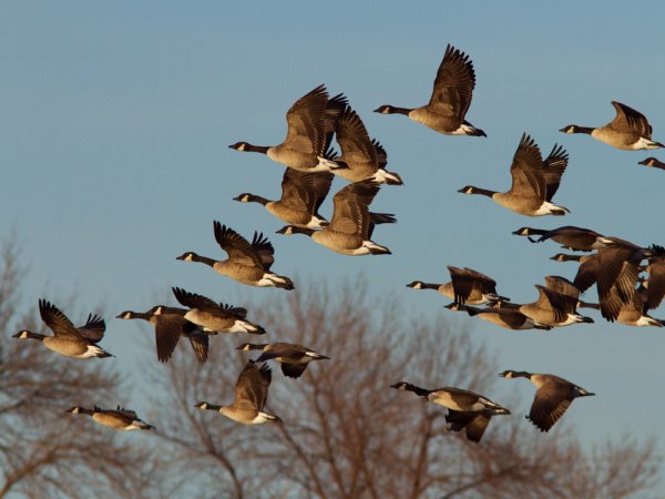 Птицы прилетели
