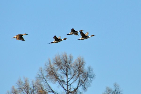 Пролетающие птицы