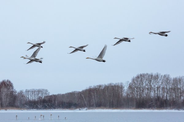 Птицы возвращаются весной