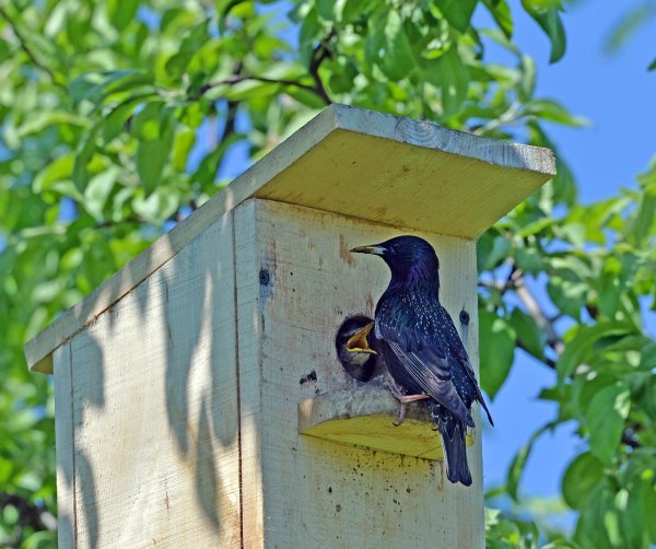 Птицы весной фото
