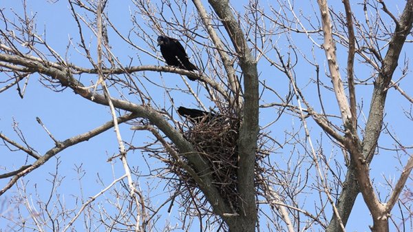 Весна прилетели птицы гнезда