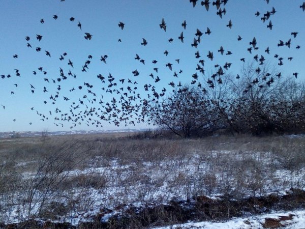 Птицы прилетели