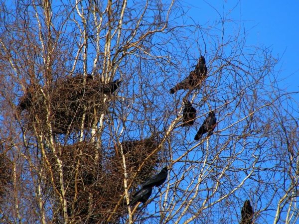 Весна птицы прилетели