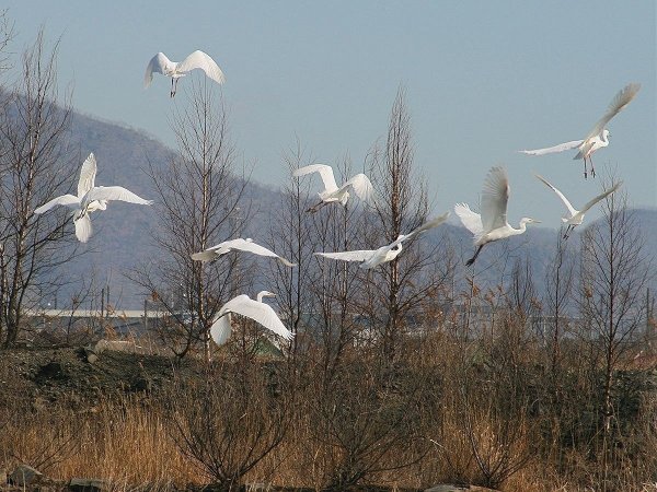 Журавли весной