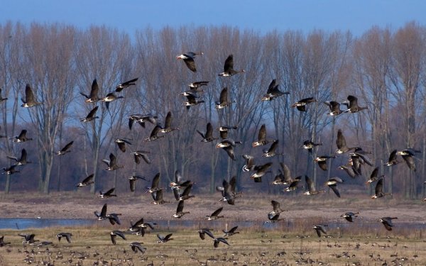 Возвращение перелетных птиц