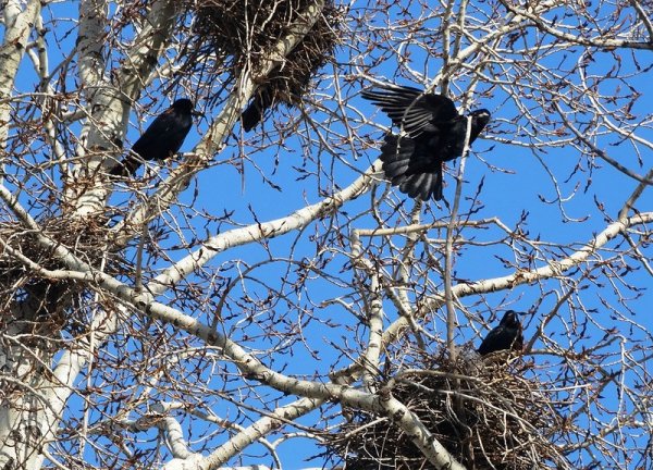 Прилет грачей весной