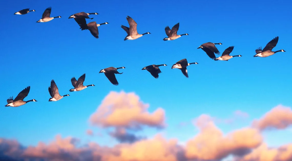 Весенние птицы прилетели