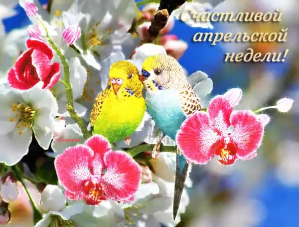 Красивые поздравления со средой