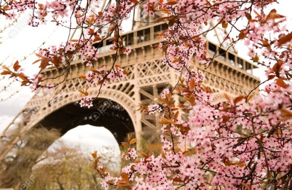 Цветение Сакуры в Париже