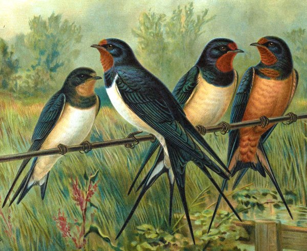 Ильякова серия сюжетных картин скворцы прилетели
