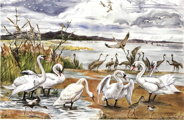 Пазлы перелетные птицы для детского сада