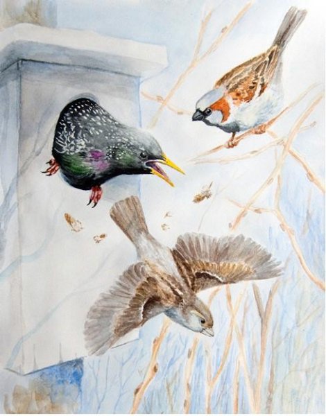 Весна птицы прилетели