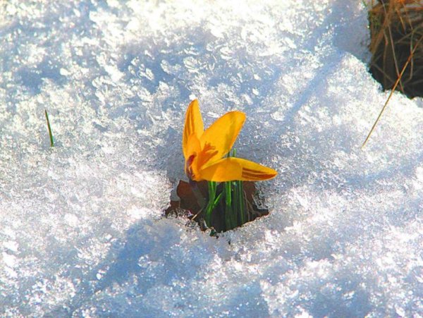 Весна идет Весна идет