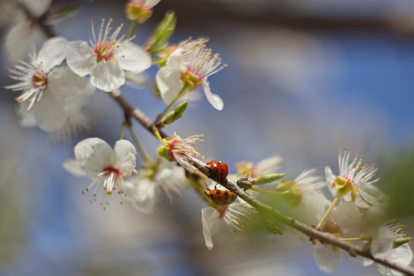 Возсия Весна