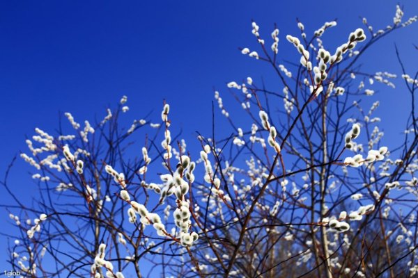 Весна пришла весне дорогу