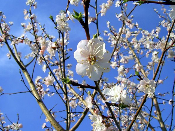 Девушка Весна с подснежниками