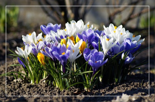 Весна весне дорогу