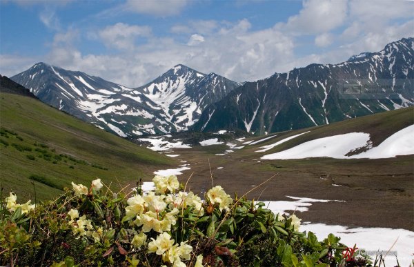 Корякский заповедник Флора