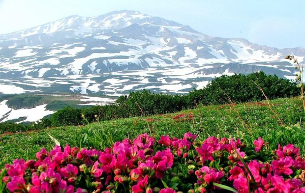 Рододендрон на Камчатке