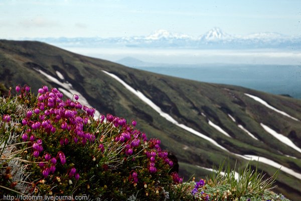 Камчатка цветет