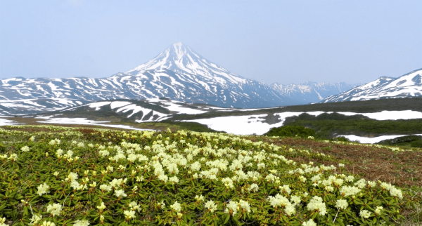 Камчатка рододендрон Камчатский