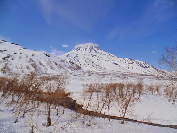 Рододендрон и вулкан Камчатка