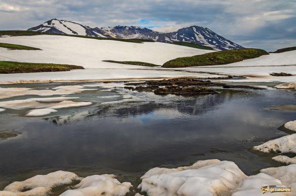 Вулканы Камчатки Вилючинский цветы