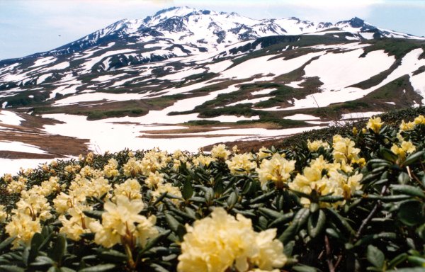Кроноцкий заповедник растения
