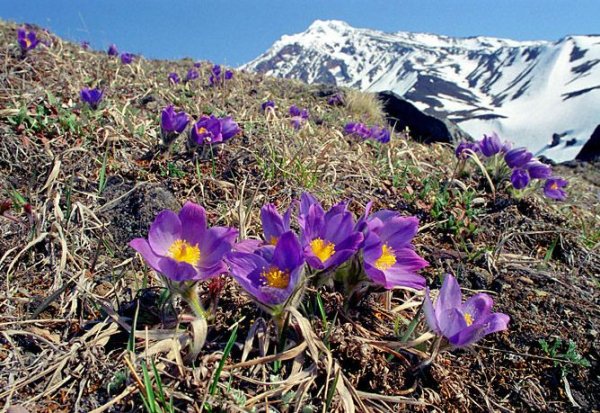 Камчатка весной