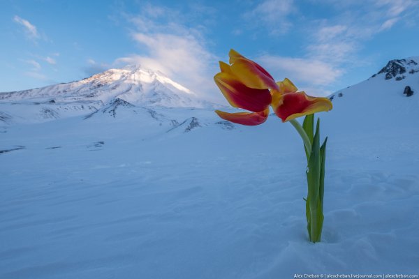 Рододендрон и вулкан Камчатка