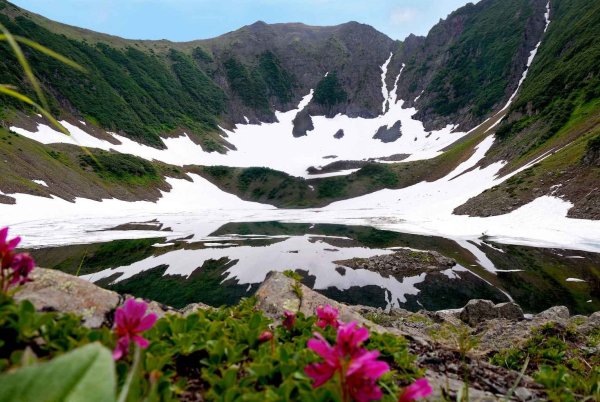 Рододендрон Камчатский Rhododendron camtschaticum