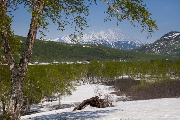Камчатка вулканы и цветы