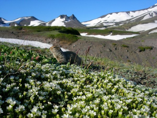 Вулканы Камчатки Флора