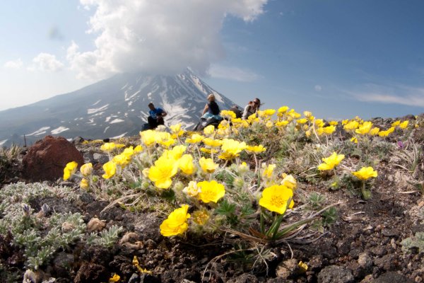 Кустарнички Камчатки