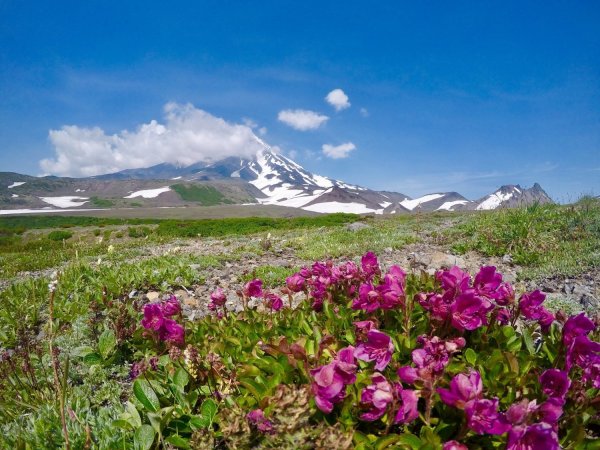 Ключевской природный парк Камчатка медведь