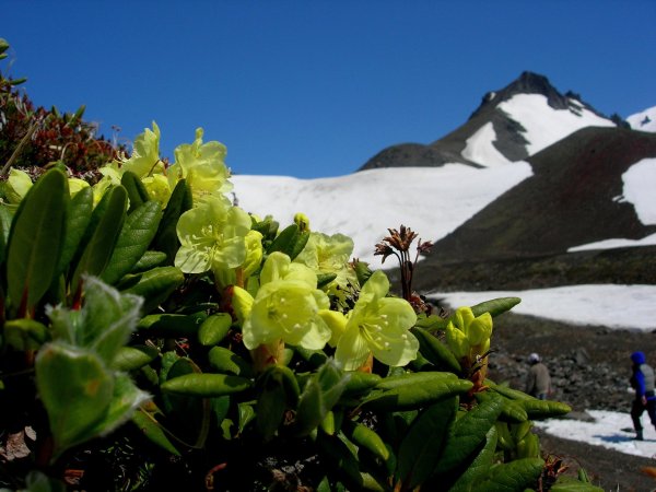 Весна на Камчатке