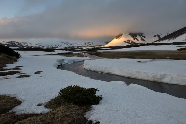 Флора Камчатки