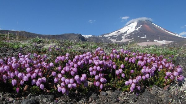 Камчатка лето Весна природа