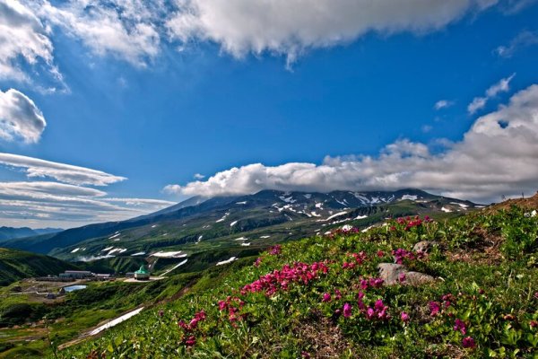 Флора Камчатского края