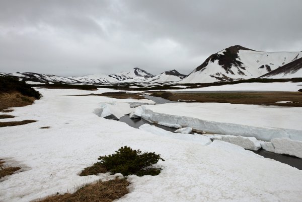 Альпийские Луга Камчатки