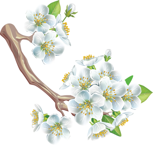 Ветка яблони