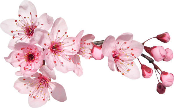 Подснежники вектор