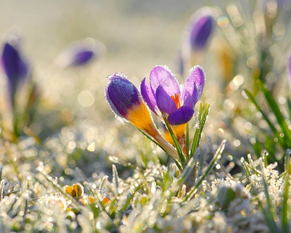 Красивая Утренняя природа Весна