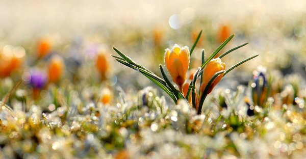 Радость ранней весны